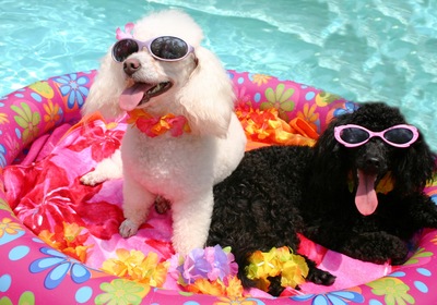 10 Fun Ideas for a Puppy Pool Party