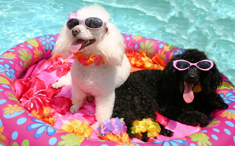 10 Fun Ideas for a Puppy Pool Party