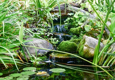 Get Immersed in Nature in Your Orlando Pool