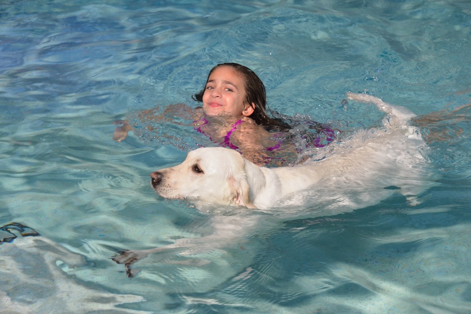 Your Ormond Swimming Pool: Safety Tips For Swimming With Your Dog