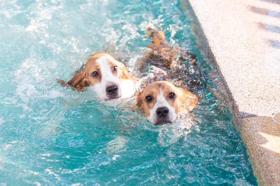 Helping Fido Love the Water